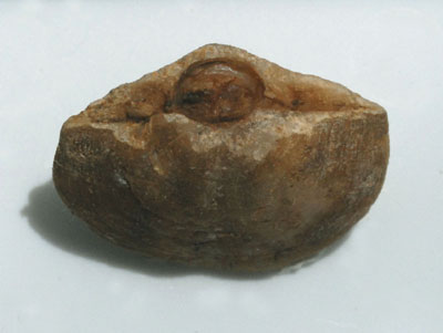 un brachiopode (coquillage rare), collecté en plongée à 30m de profondeur par J-M.Crouzet, en vue dorsale. On peut voir le foramen (ouverture dédiée au pédoncule) sur la valve ventrale (haut de l'image).